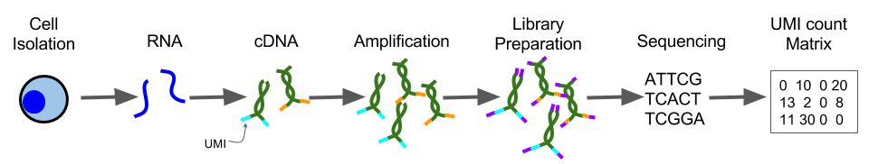 UMI sequencing protocol